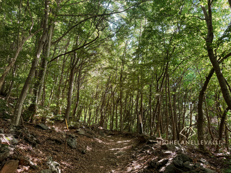 il bosco iniziale del giro