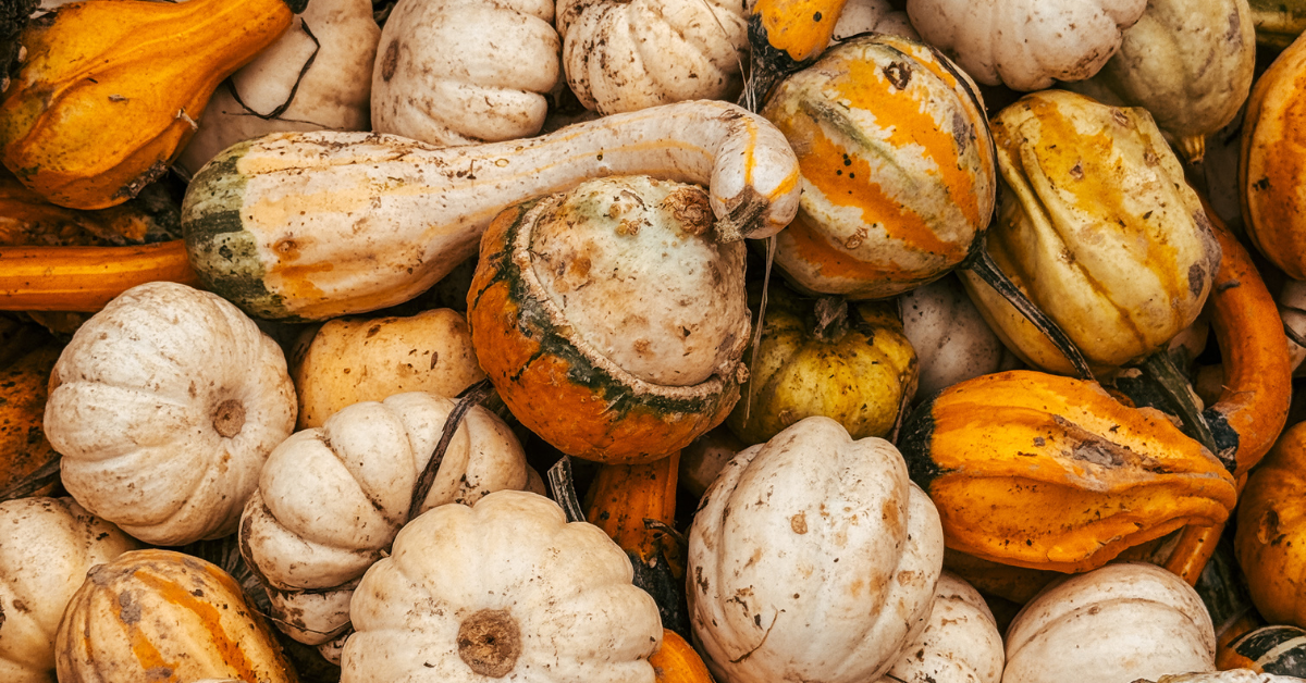Fiera della Zucca: Piozzo si tinge d’arancione