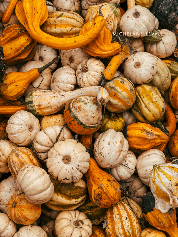 zucca di Piozzo