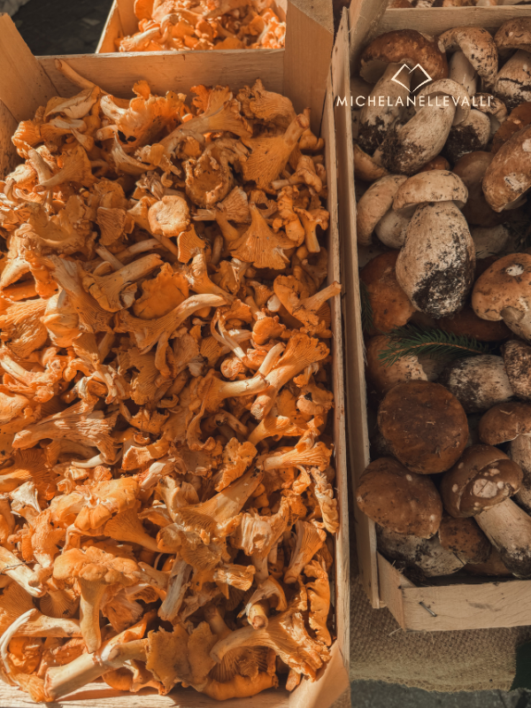 funghi in vendita a Ceva